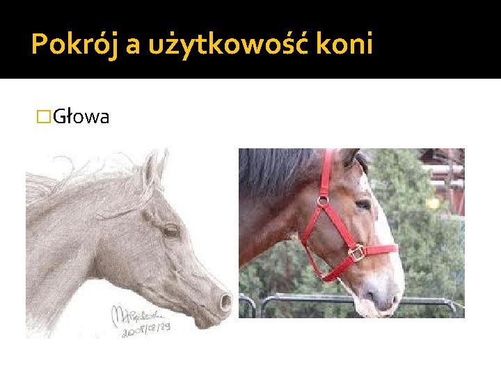 Pokrój a użytkowość koni �Głowa 