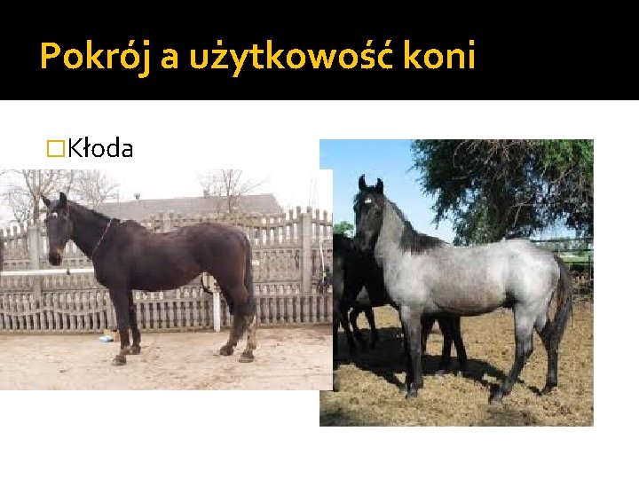 Pokrój a użytkowość koni �Kłoda 