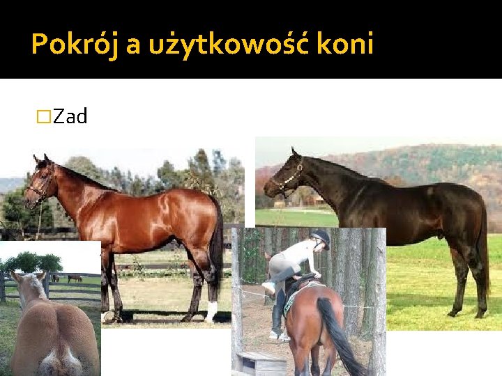 Pokrój a użytkowość koni �Zad 