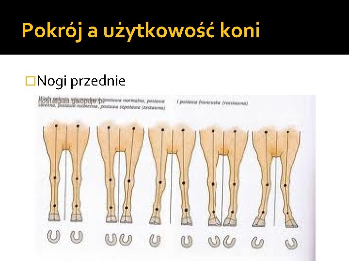 Pokrój a użytkowość koni �Nogi przednie 