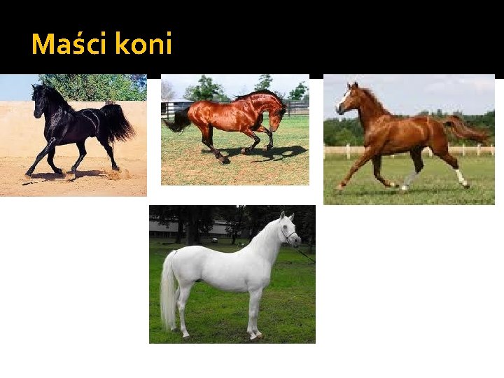 Maści koni 