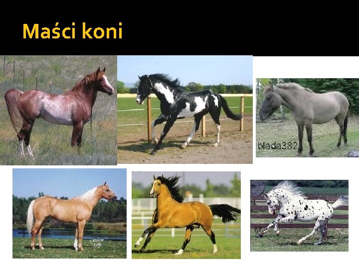 Maści koni 