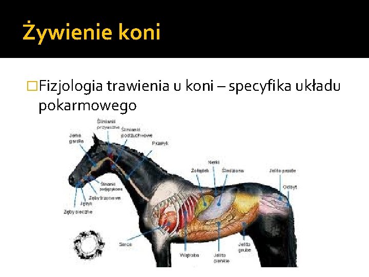 Żywienie koni �Fizjologia trawienia u koni – specyfika układu pokarmowego 