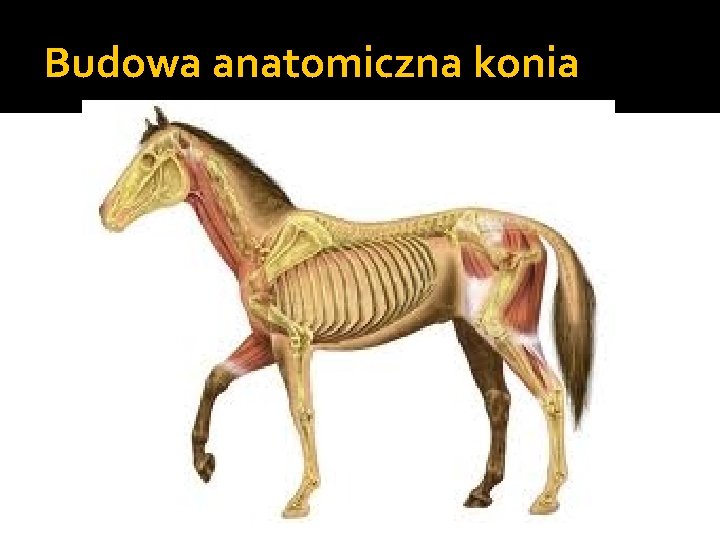 Budowa anatomiczna konia 
