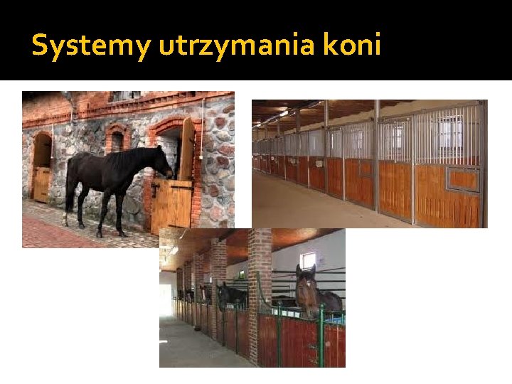 Systemy utrzymania koni 