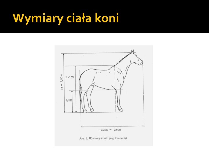 Wymiary ciała koni 
