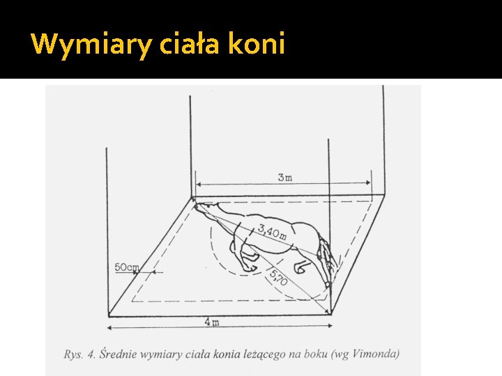 Wymiary ciała koni 