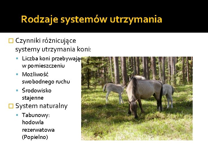 Rodzaje systemów utrzymania � Czynniki różnicujące systemy utrzymania koni: Liczba koni przebywających w pomieszczeniu