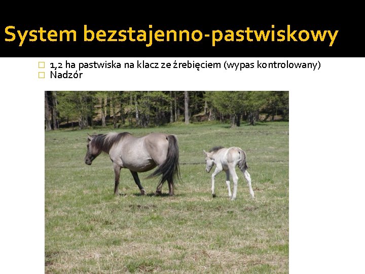 System bezstajenno-pastwiskowy � � 1, 2 ha pastwiska na klacz ze źrebięciem (wypas kontrolowany)