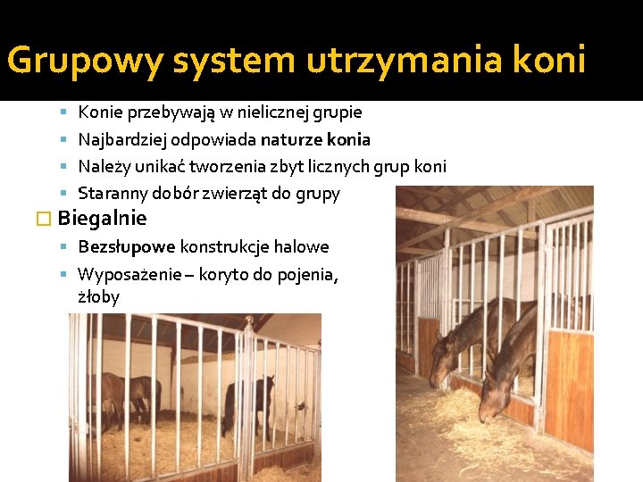 Grupowy system utrzymania koni Konie przebywają w nielicznej grupie Najbardziej odpowiada naturze konia Należy