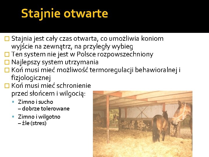 Stajnie otwarte � Stajnia jest cały czas otwarta, co umożliwia koniom wyjście na zewnątrz,