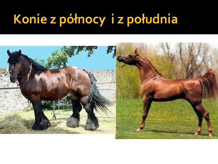 Konie z północy i z południa 