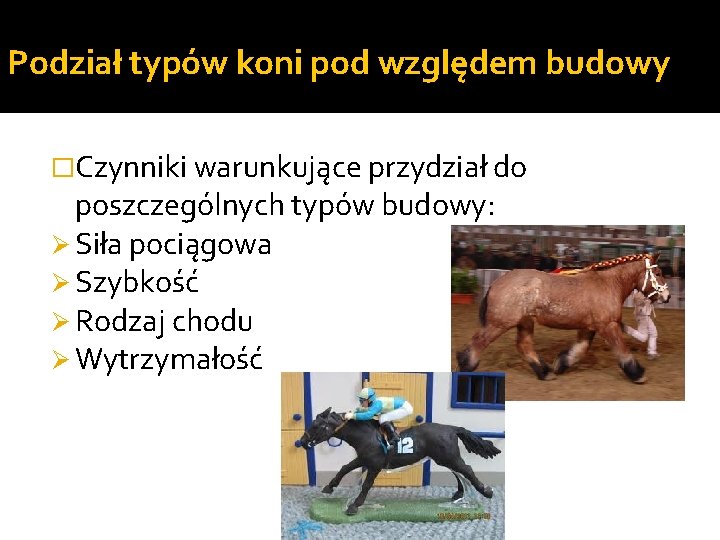 Podział typów koni pod względem budowy �Czynniki warunkujące przydział do poszczególnych typów budowy: Ø