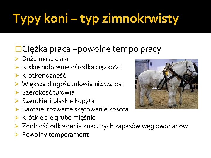Typy koni – typ zimnokrwisty �Ciężka praca –powolne tempo pracy Ø Ø Ø Ø