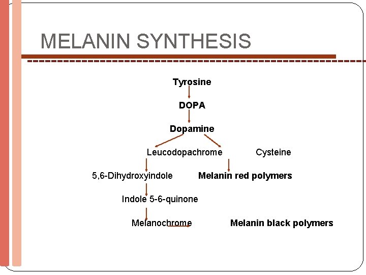 MELANIN SYNTHESIS Tyrosine DOPA Dopamine Leucodopachrome 5, 6 -Dihydroxyindole Cysteine Melanin red polymers Indole