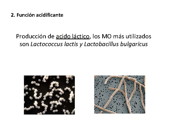 2. Función acidificante Producción de acido láctico, láctico los MO más utilizados son Lactococcus