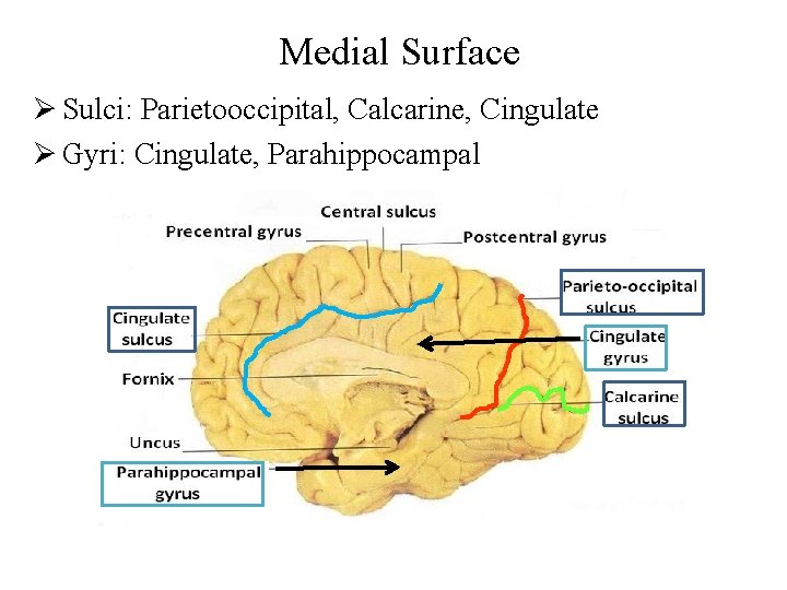 Medial Surface Ø Sulci: Parietooccipital, Calcarine, Cingulate Ø Gyri: Cingulate, Parahippocampal 