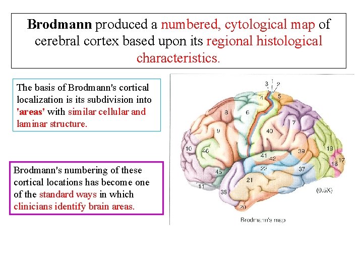 Brodmann produced a numbered, cytological map of cerebral cortex based upon its regional histological