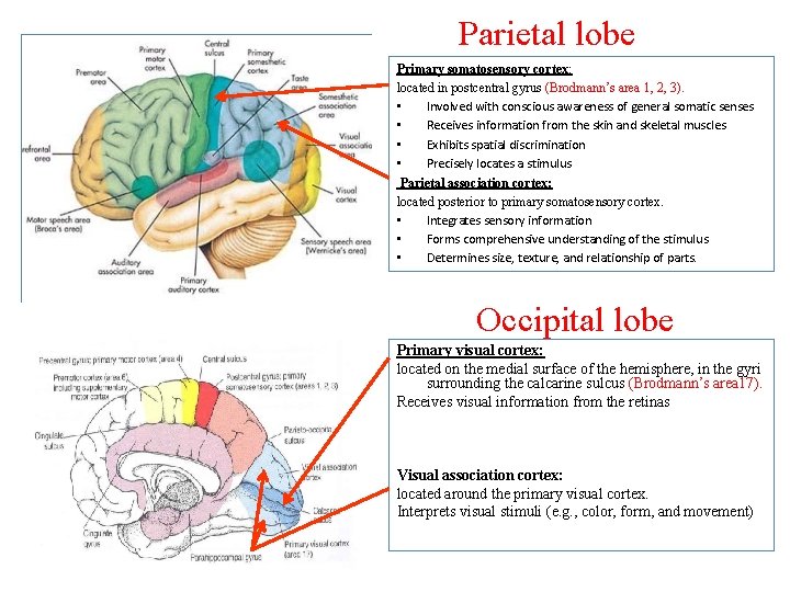 Parietal lobe Primary somatosensory cortex: located in postcentral gyrus (Brodmann’s area 1, 2, 3).