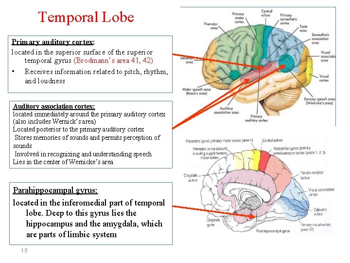 Temporal Lobe Primary auditory cortex: located in the superior surface of the superior temporal