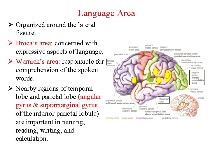 Language Area Ø Organized around the lateral fissure. Ø Broca’s area: concerned with expressive