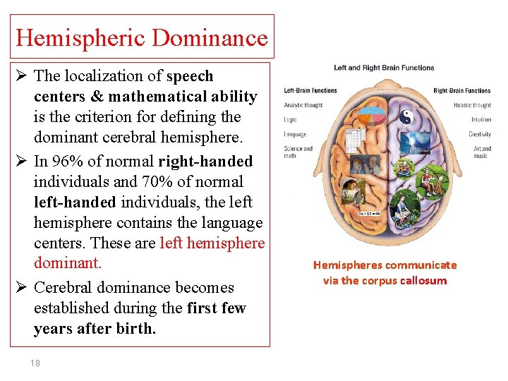 Hemispheric Dominance Ø The localization of speech centers & mathematical ability is the criterion