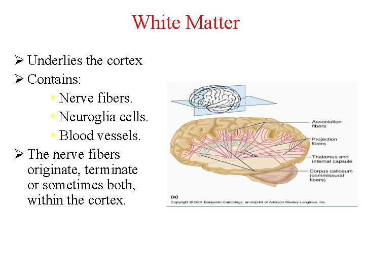 White Matter Ø Underlies the cortex Ø Contains: § Nerve fibers. § Neuroglia cells.