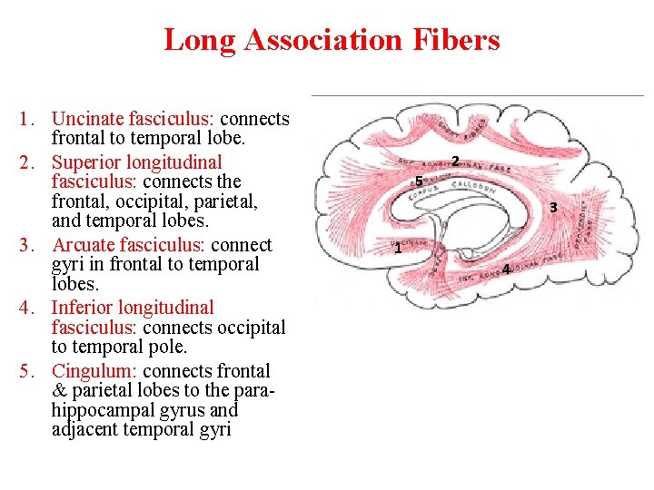 Long Association Fibers 1. Uncinate fasciculus: connects frontal to temporal lobe. 2. Superior longitudinal