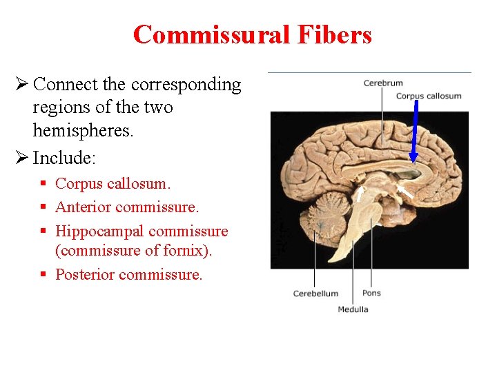 Commissural Fibers Ø Connect the corresponding regions of the two hemispheres. Ø Include: §