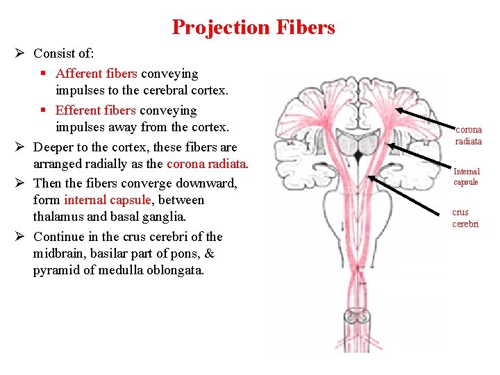 Projection Fibers Ø Consist of: § Afferent fibers conveying impulses to the cerebral cortex.