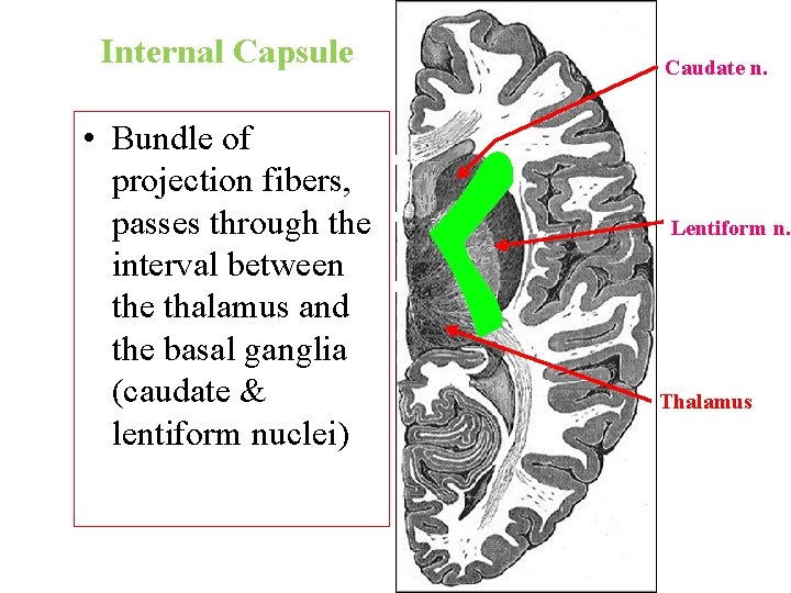 Internal Capsule • Bundle of projection fibers, passes through the interval between the thalamus