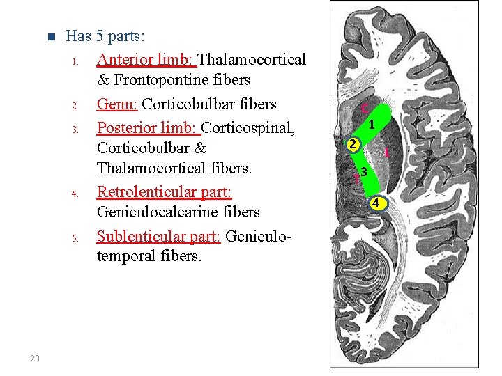 n 29 Has 5 parts: 1. Anterior limb: Thalamocortical & Frontopontine fibers 2. Genu: