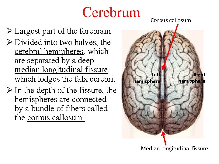 Cerebrum Ø Largest part of the forebrain Ø Divided into two halves, the cerebral