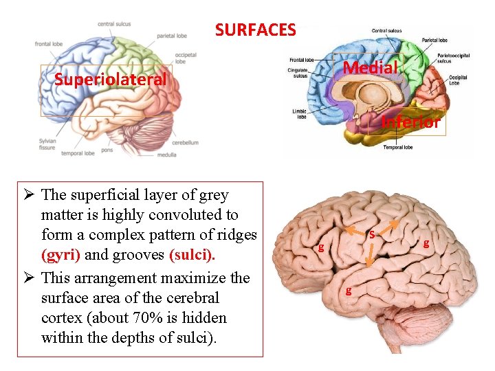 SURFACES Medial Superiolateral Inferior Ø The superficial layer of grey matter is highly convoluted