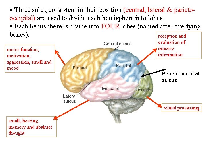 § Three sulci, consistent in their position (central, lateral & parietooccipital) are used to