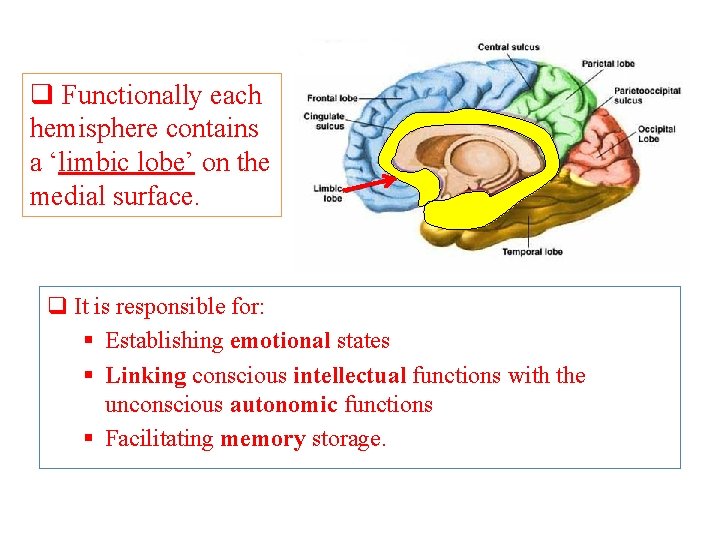 q Functionally each hemisphere contains a ‘limbic lobe’ on the medial surface. q It