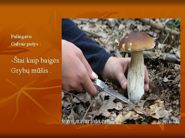 Palingavo Galvas pušys : -Štai kaip baigės Grybų mūšis. 