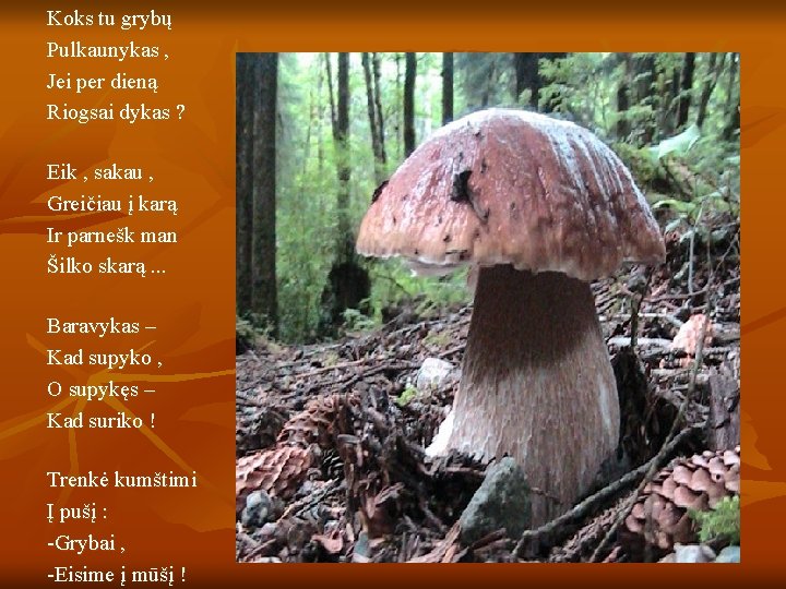 Koks tu grybų Pulkaunykas , Jei per dieną Riogsai dykas ? Eik , sakau