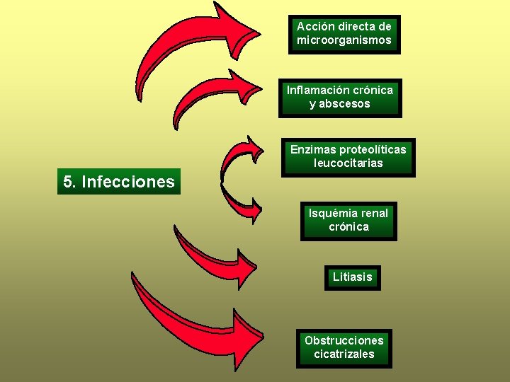 Acción directa de microorganismos Inflamación crónica y abscesos Enzimas proteolíticas leucocitarias 5. Infecciones Isquémia