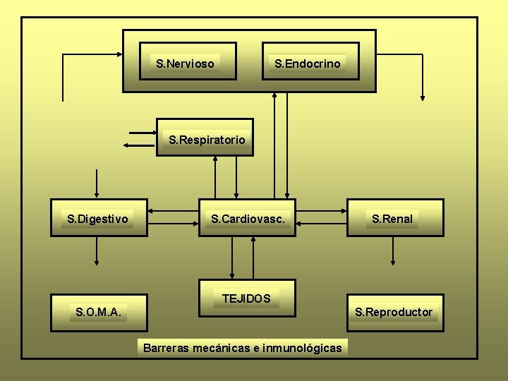 S. Nervioso S. Endocrino S. Respiratorio S. Digestivo S. Cardiovasc. S. Renal TEJIDOS S.