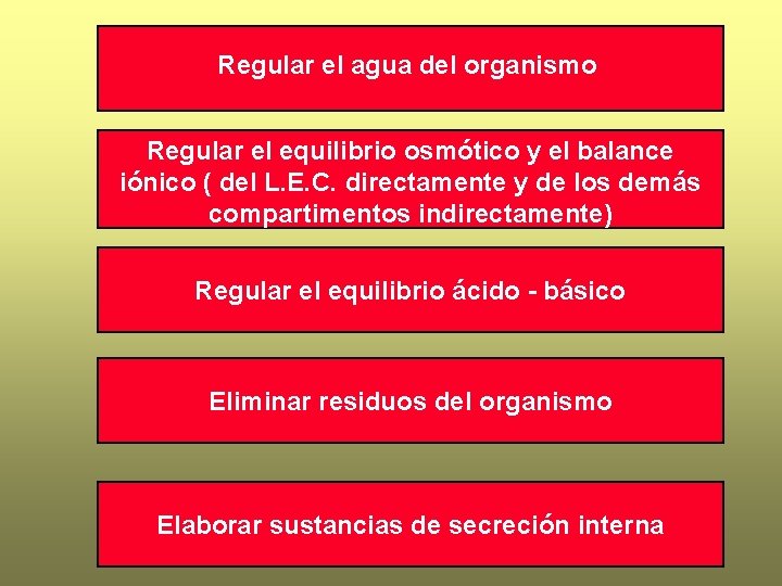 Regular el agua del organismo Regular el equilibrio osmótico y el balance iónico (