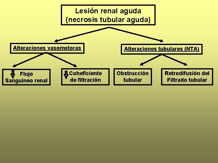Lesión renal aguda (necrosis tubular aguda) Alteraciones vasomotoras Flujo Sanguíneo renal Coheficiente de filtración
