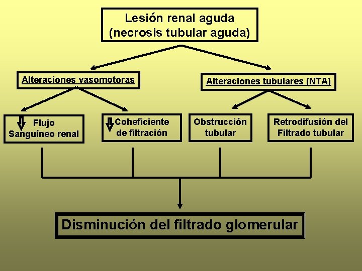 Lesión renal aguda (necrosis tubular aguda) Alteraciones vasomotoras Flujo Sanguíneo renal Coheficiente de filtración