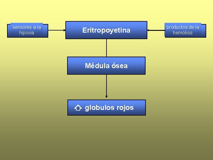 sensores a la hipoxia Eritropoyetina Médula ósea globulos rojos productos de la hemólisis 