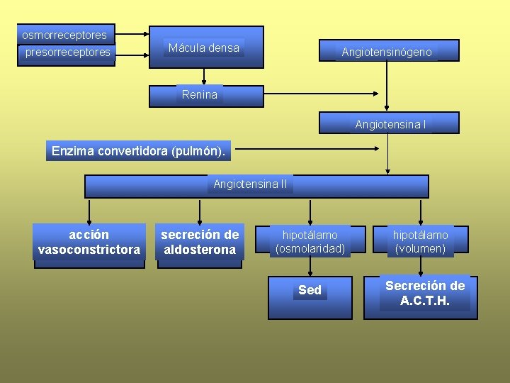 osmorreceptores presorreceptores Mácula densa Angiotensinógeno Renina Angiotensina I Enzima convertidora (pulmón). Angiotensina II acción