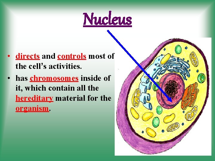 Nucleus • directs and controls most of the cell’s activities. • has chromosomes inside