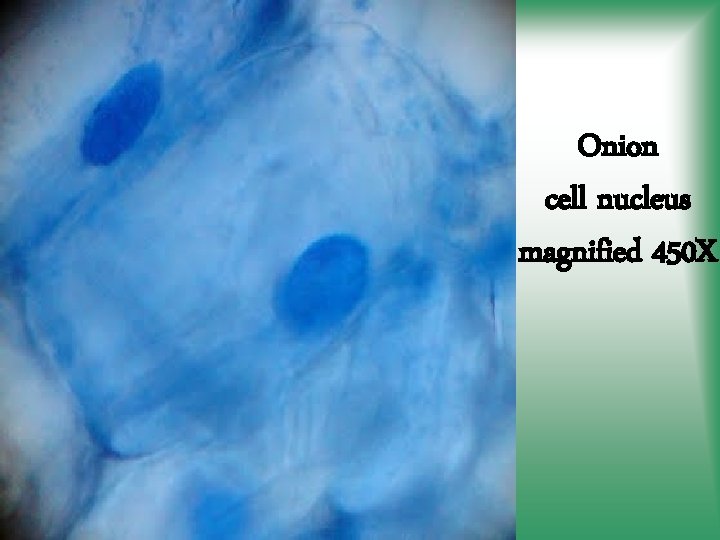 Onion cell nucleus magnified 450 X 