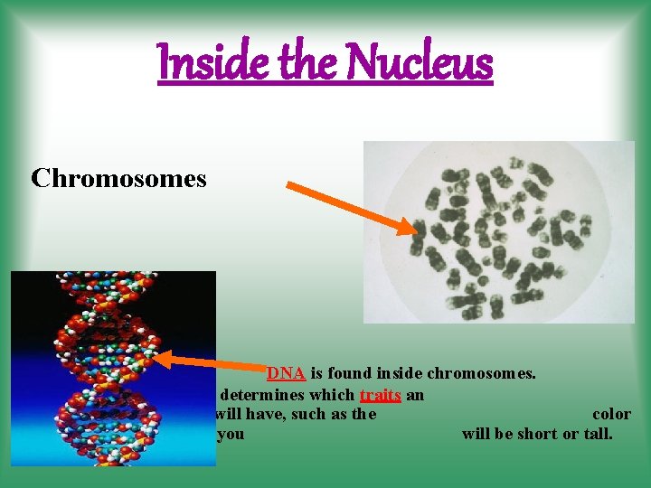 Inside the Nucleus Chromosomes DNA is found inside chromosomes. It determines which traits an