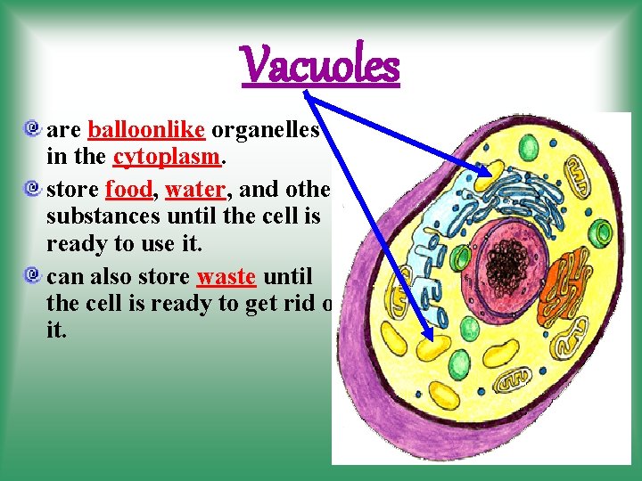 Vacuoles are balloonlike organelles in the cytoplasm. store food, water, and other substances until