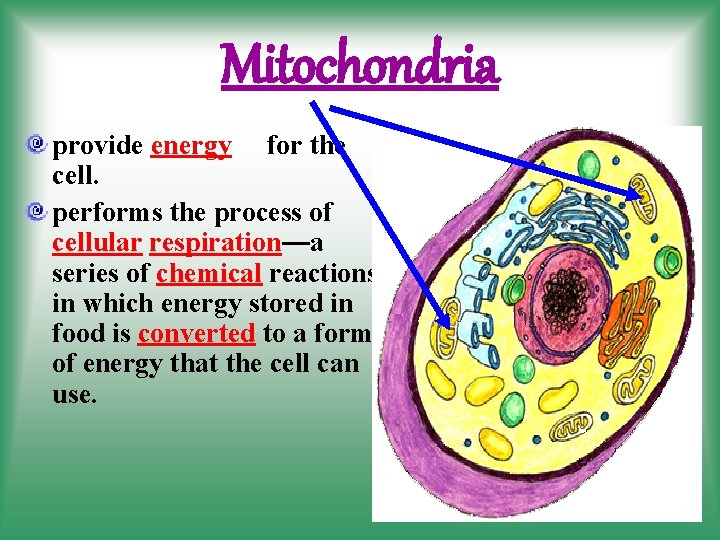 Mitochondria provide energy for the cell. performs the process of cellular respiration—a series of